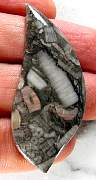 cab_marble-crynoid-01_0002.JPG