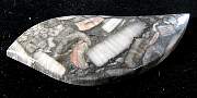 cab_marble-crynoid-01_0003.JPG