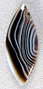 cab_agate-tuxedo-03_0001.JPG