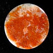 cab_coral-redhorn-01_0001.JPG