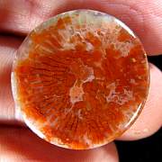 cab_coral-redhorn-01_0002.JPG