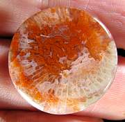 cab_coral-redhorn-01_0003.JPG