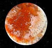 cab_coral-redhorn-01_0004.JPG