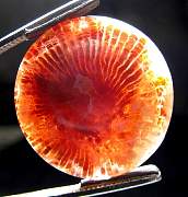 cab_coral-redhorn-01_0005.JPG