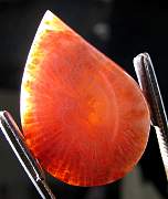 cab_coral-redhorn-02_0001.JPG