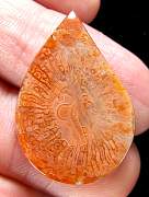 cab_coral-redhorn-02_0003.JPG