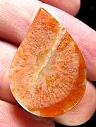 cab_coral-redhorn-02_0004.JPG