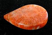 cab_coral-redhorn-02_0005.JPG
