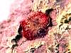 mineral_red_beryl6-14_8-4.jpg