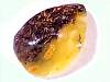 cab_amber11-08_03.jpg