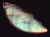 labradorite02.jpg (15564 bytes)
