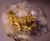 goldnugget0.jpg (17276 bytes)