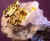 goldnugget2.jpg (24684 bytes)