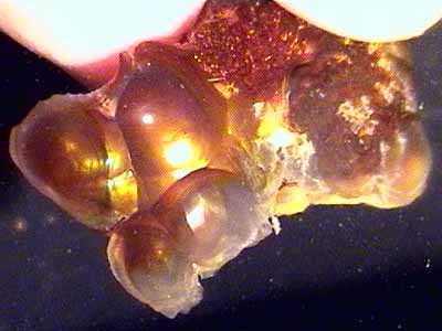 fireagate_window09.jpg (21962 bytes)