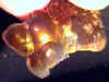 fireagate_window09.jpg (21962 bytes)