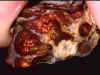 fireagate_window14.jpg (21533 bytes)
