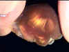 fire_agate_window01.jpg (15559 bytes)
