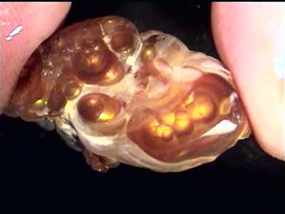 fire_agate_window02.jpg (17169 bytes)