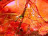 ammolite_rough7-6_01-7.jpg (32938 bytes)