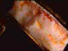 opal_rough_CP11mile8-11_03-3.jpg (15273 bytes)