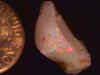 opal_rough_CP11mile8-14_05-2.jpg (13416 bytes)