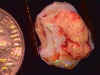 opal_rough_CP11mile8-14_07-2.jpg (19110 bytes)