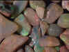 opal_tumbled01-1.jpg (19859 bytes)