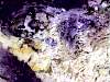 rough_opalfluorite2-4_03-1.jpg
