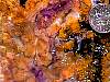 rough_opalfluorite7-27_04-1.jpg