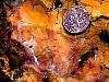 rough_opalfluorite7-27_04-5.jpg