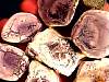 rough_opal-fluorite10-30_01-1.jpg
