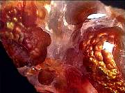 rough_agate-fire1-29_01-1.jpg