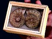 cab_ammonite-pair2-5_01-1.jpg