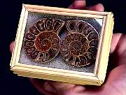 cab_ammonite-pair2-5_02-1.jpg