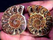cab_ammonite-pair2-5_02-2.jpg