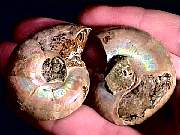 cab_ammonite-pair2-5_02-3.jpg