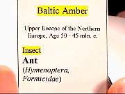 cab_amber-baltic9-2_1-08.jpg