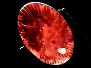 cab_coral-red-horn9-23_1-06.jpg