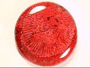 cab_coral-red-horn10-2_01-01.jpg