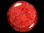 cab_coral-red-horn10-2_01-02.jpg