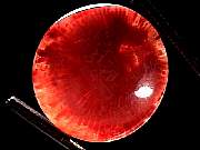 cab_coral-red-horn10-2_01-04.jpg