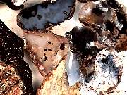 rough_agate-marfa3-2_01-04.jpg
