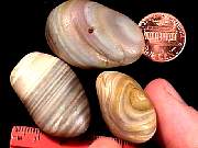 rough_agate-rainflower3-2_01-02.jpg