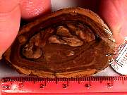 rough_jasper-sahara3-2_02-01.jpg