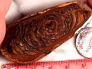 rough_jasper-sahara3-2_03-04.jpg