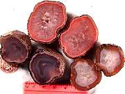 rough_agate-coyamito3-9_01-02.jpg