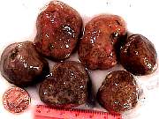 rough_agate-coyamito3-9_01-03.jpg