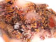 rough_agate-priday-plume3-9_01-02.jpg