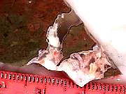 rough_agate-priday-plume3-9_01-03.jpg