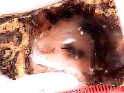 rough_agate-priday-plume3-9_01-07.jpg